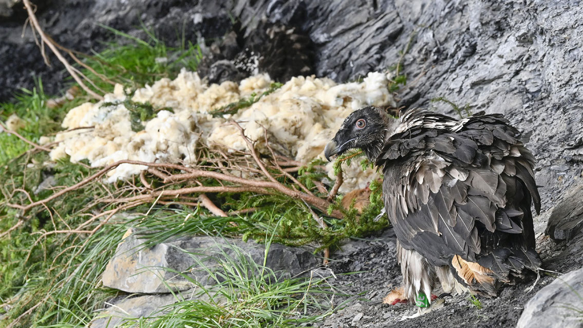 Bartgeier, Gypaète Barbu, Quebrantahuesos, Lämmergeier, Lammergeier, 