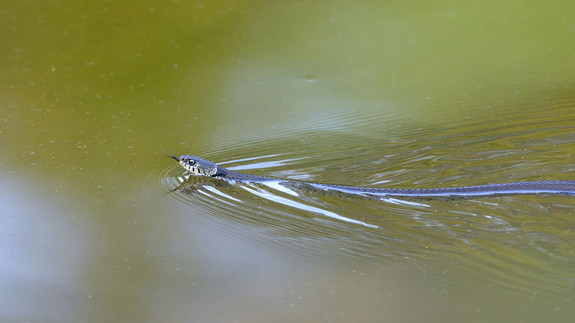 Bartgeier, Gypaète Barbu, Quebrantahuesos, Lämmergeier, Lammergeier, 