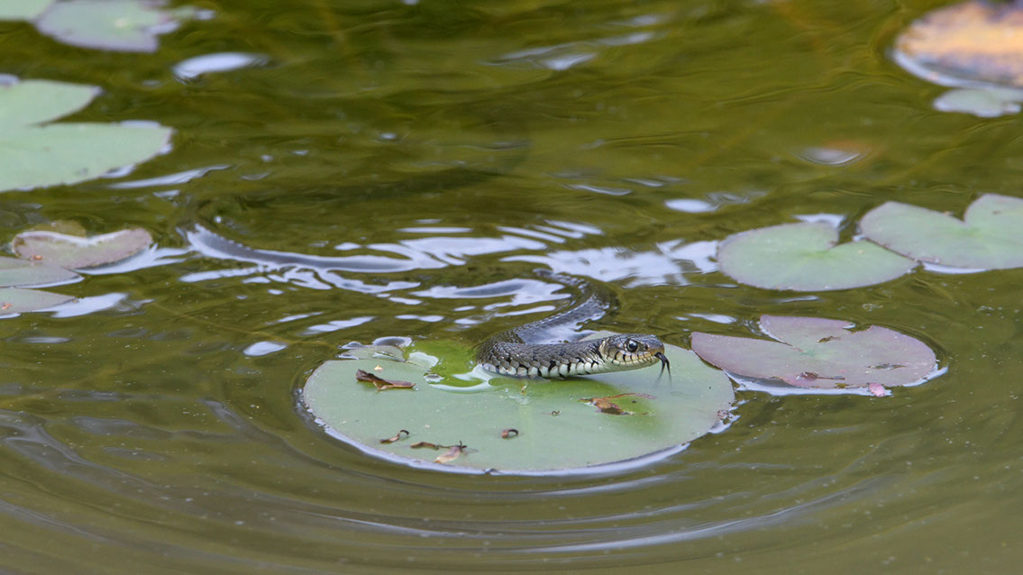 Bartgeier, Gypaète Barbu, Quebrantahuesos, Lämmergeier, Lammergeier, 