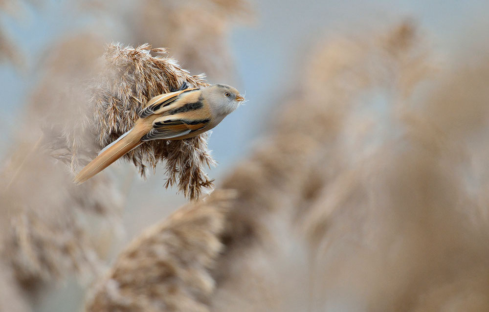 Bartgeier, Gypaète Barbu, Quebrantahuesos, Lämmergeier, Lammergeier, 