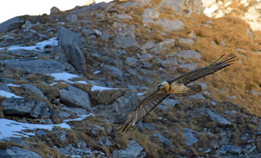 Bartgeier Schweiz Alpen fliegend Adult Gyaéte en vol Lammergeier Bearded Vulture