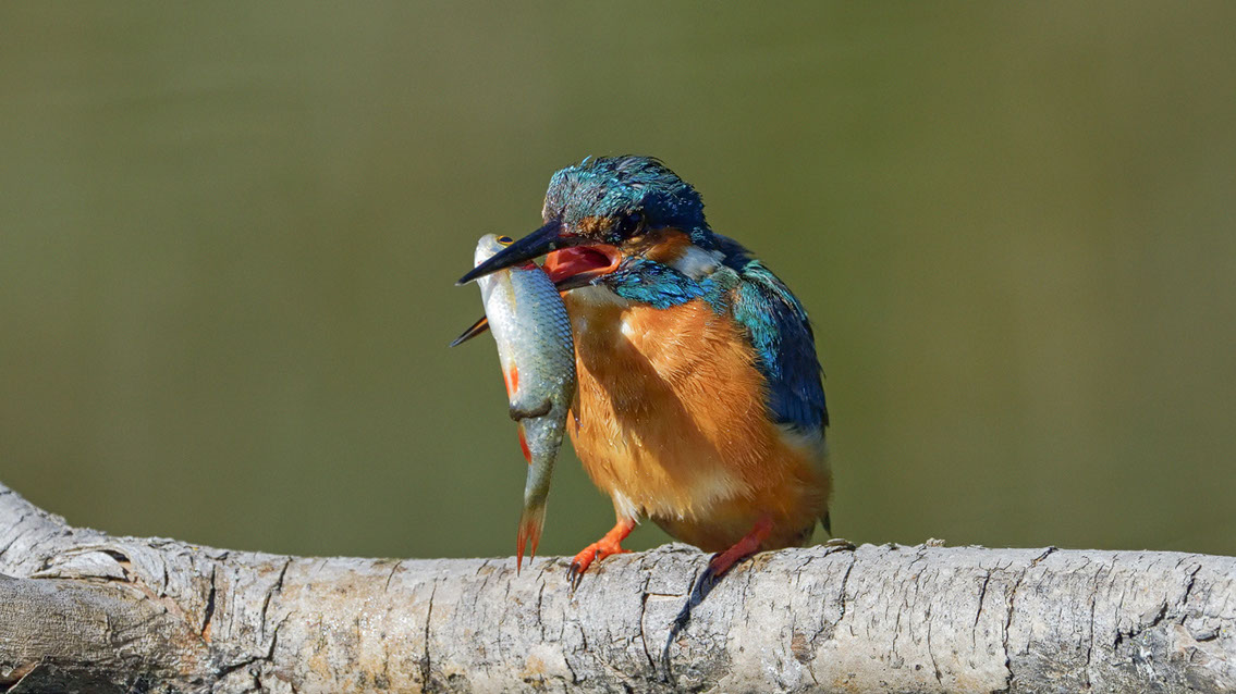 Bartgeier, Gypaète Barbu, Quebrantahuesos, Lämmergeier, Lammergeier, 