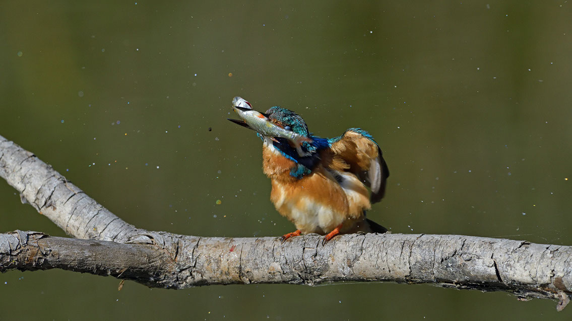 Bartgeier, Gypaète Barbu, Quebrantahuesos, Lämmergeier, Lammergeier, 