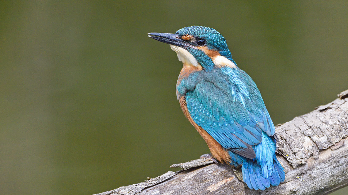 Bartgeier, Gypaète Barbu, Quebrantahuesos, Lämmergeier, Lammergeier, 