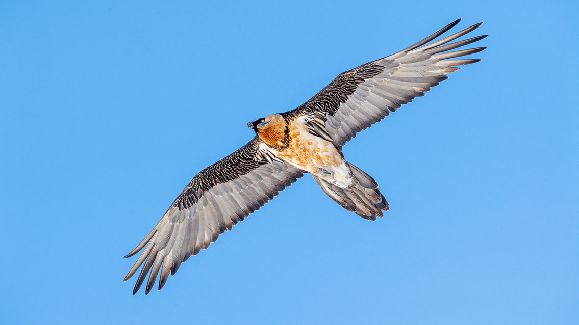 Bartgeier Schweiz Alpen fliegend Adult Gyaéte en vol Lammergeier Bearded Vulture