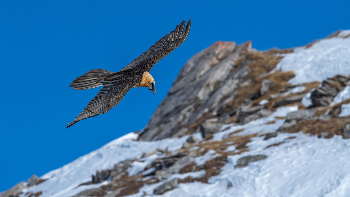 Bartgeier Schweiz Alpen fliegend Adult Gyaéte en vol Lammergeier Bearded Vulture