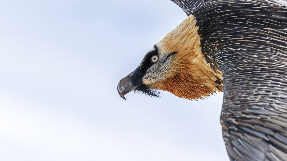 Bartgeier Schweiz Alpen fliegend Adult Gyaéte en vol Lammergeier Bearded Vulture