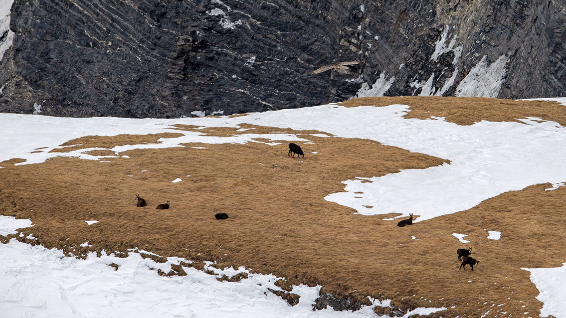Bartgeier Schweiz Alpen fliegend Adult Gyaéte en vol Lammergeier Bearded Vulture