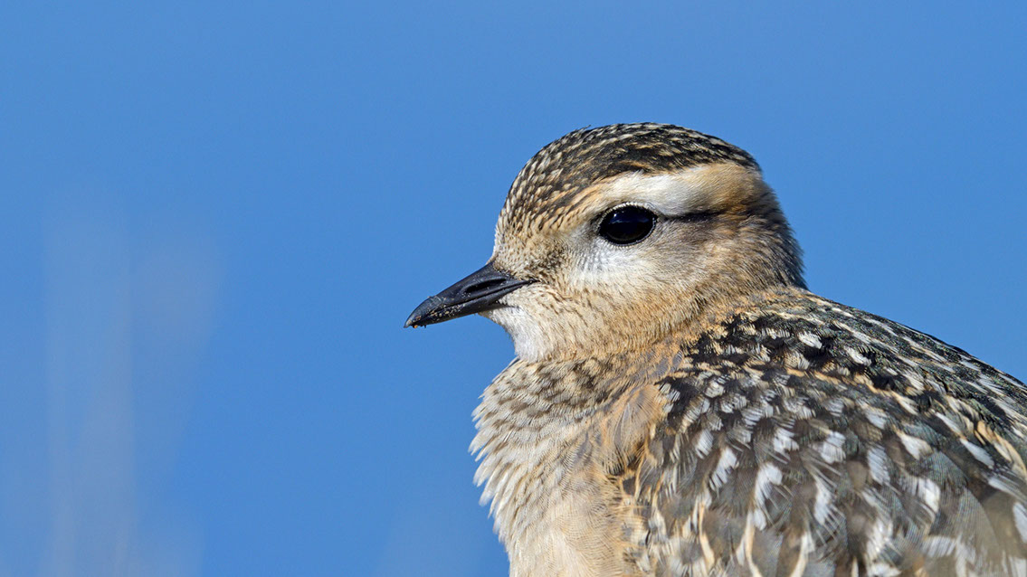 Bartgeier, Gypaète Barbu, Quebrantahuesos, Lämmergeier, Lammergeier, 