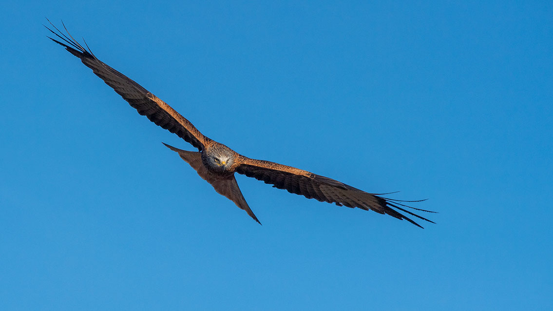 Bartgeier, Gypaète Barbu, Quebrantahuesos, Lämmergeier, Lammergeier, 
