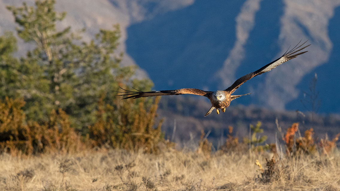 Bartgeier, Gypaète Barbu, Quebrantahuesos, Lämmergeier, Lammergeier, 