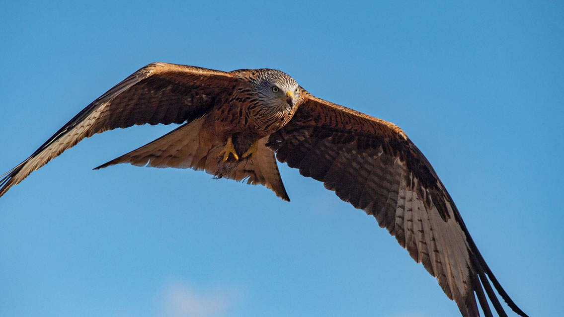 Bartgeier, Gypaète Barbu, Quebrantahuesos, Lämmergeier, Lammergeier, 