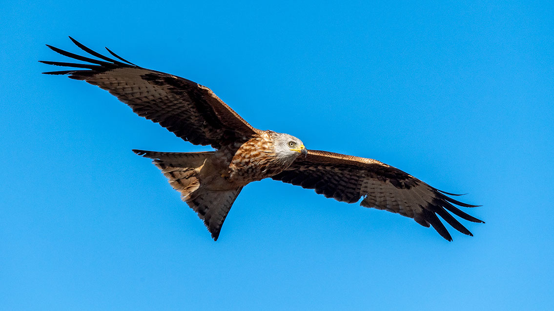 Bartgeier, Gypaète Barbu, Quebrantahuesos, Lämmergeier, Lammergeier, 