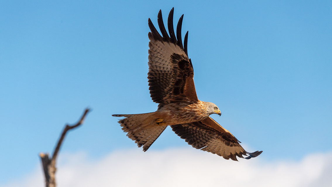 Bartgeier, Gypaète Barbu, Quebrantahuesos, Lämmergeier, Lammergeier, 