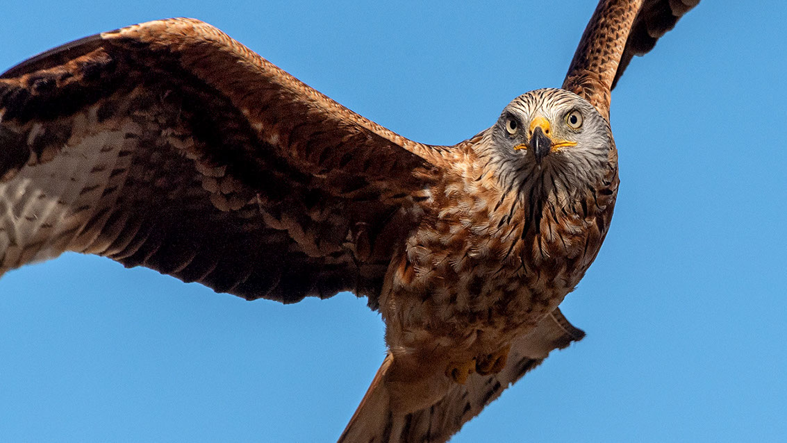 Bartgeier, Gypaète Barbu, Quebrantahuesos, Lämmergeier, Lammergeier, 