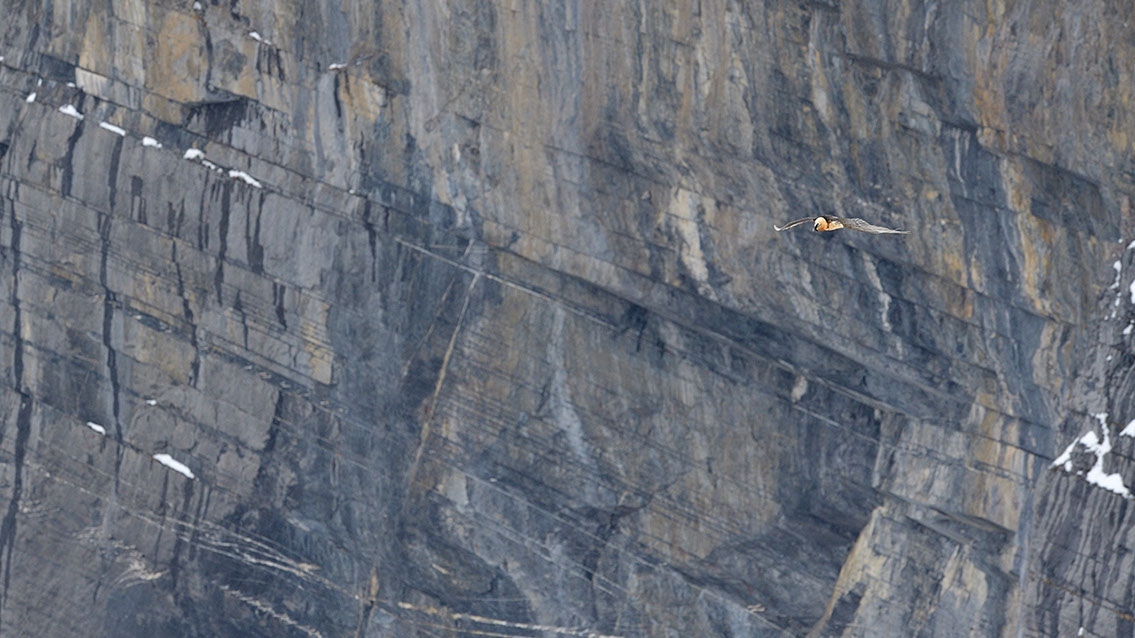 Bartgeier Schweiz Alpen fliegend Adult Gyaéte en vol Lammergeier Bearded Vulture