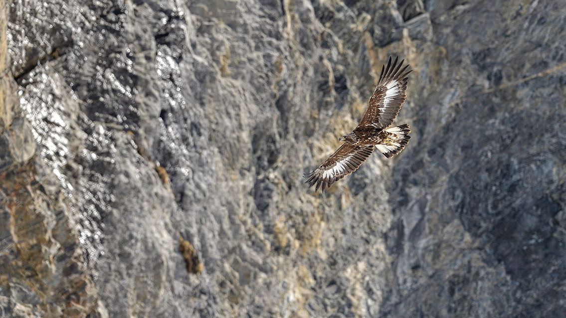 Bartgeier, Gypaète Barbu, Quebrantahuesos, Lämmergeier, Lammergeier, 
