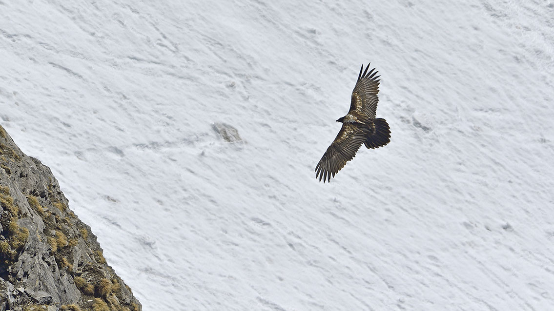 Bartgeier Schweiz Alpen fliegend Adult Gyaéte en vol Lammergeier Bearded Vulture