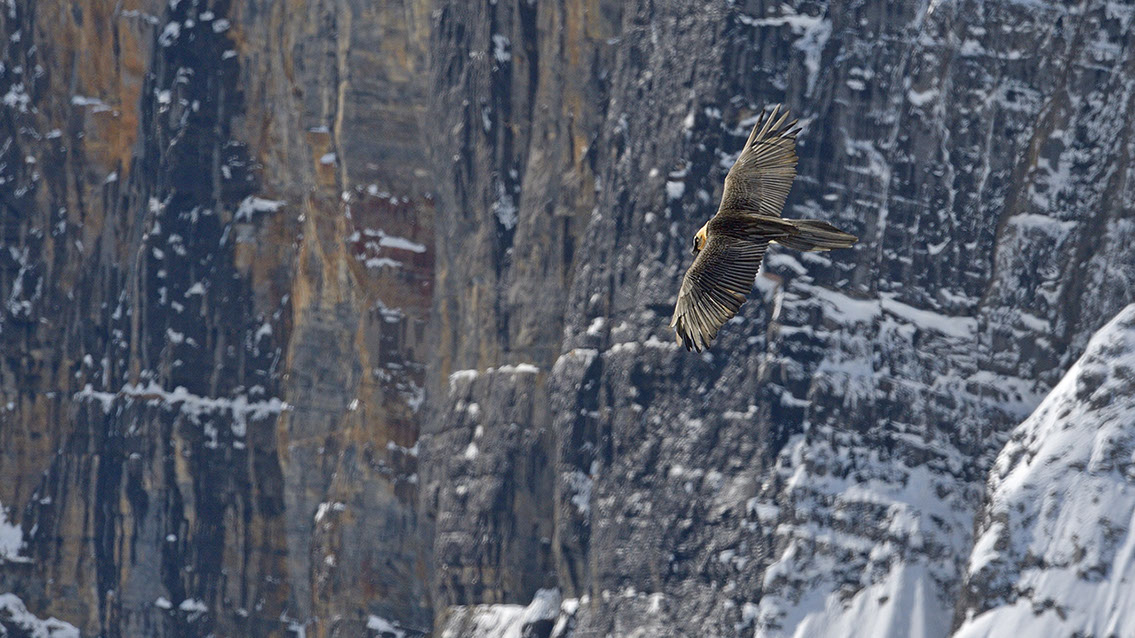 Bartgeier Schweiz Alpen fliegend Adult Gyaéte en vol Lammergeier Bearded Vulture