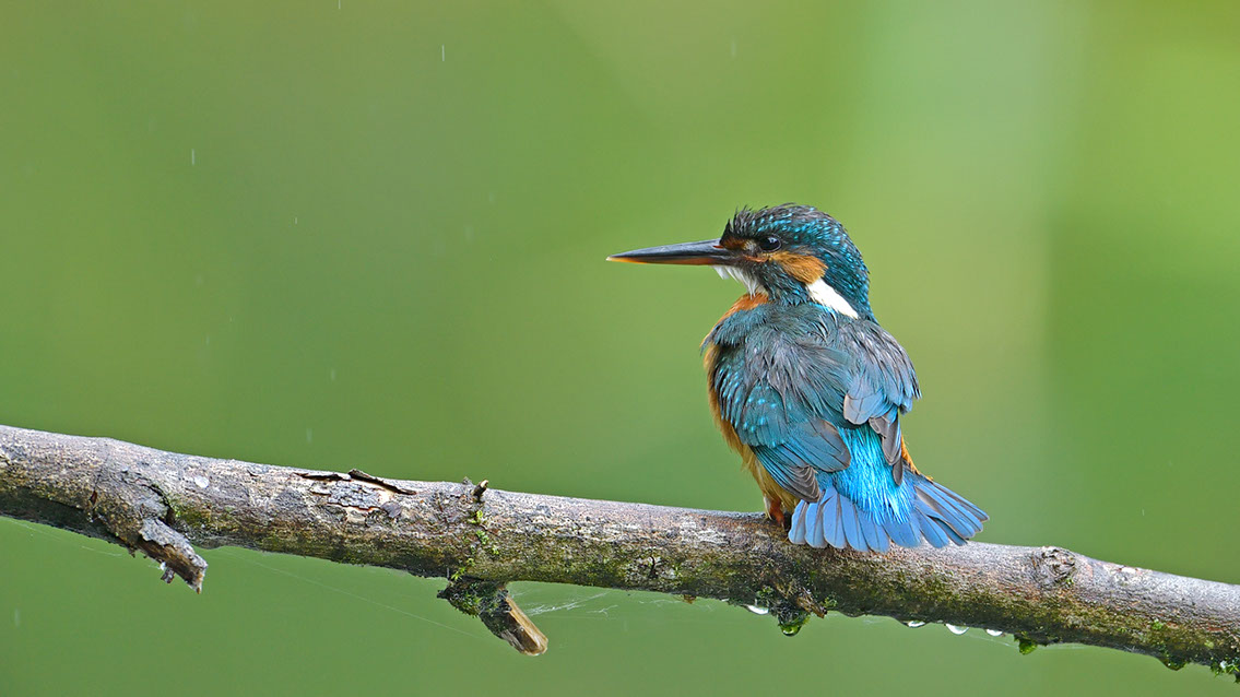 Bartgeier, Gypaète Barbu, Quebrantahuesos, Lämmergeier, Lammergeier, 