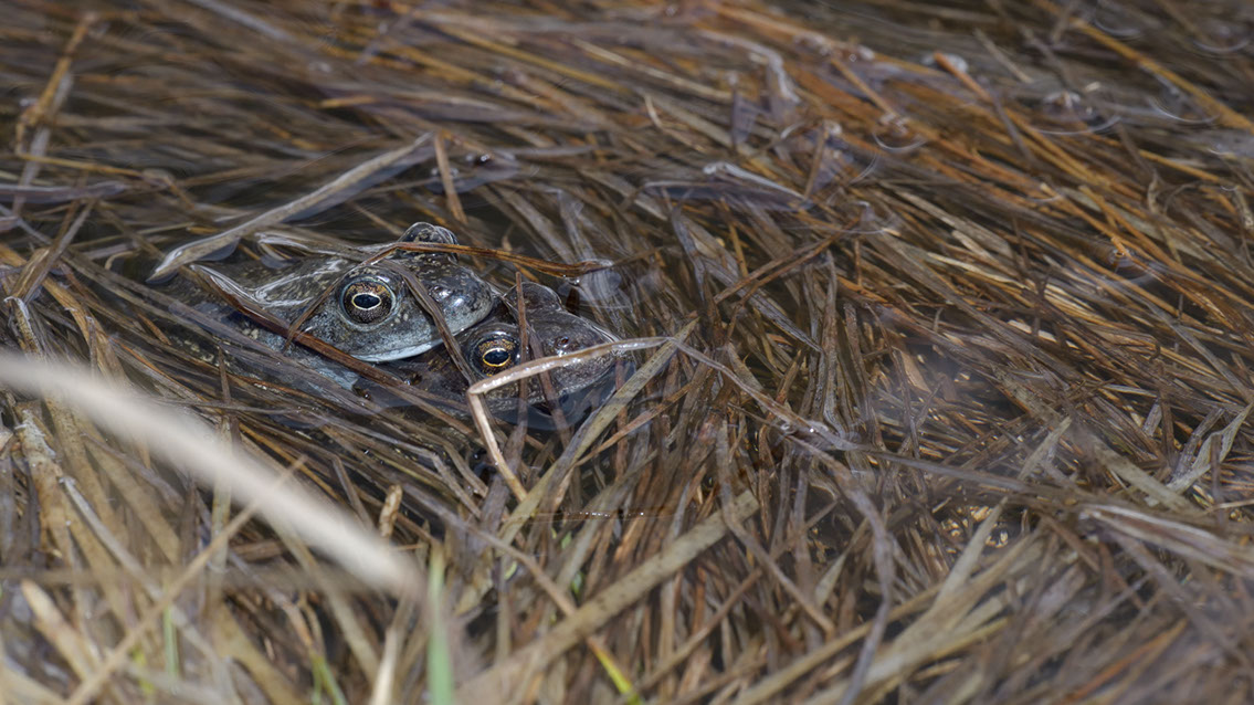 Bartgeier, Gypaète Barbu, Quebrantahuesos, Lämmergeier, Lammergeier, 