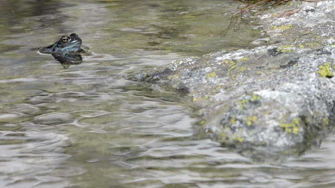 Bartgeier, Gypaète Barbu, Quebrantahuesos, Lämmergeier, Lammergeier, 