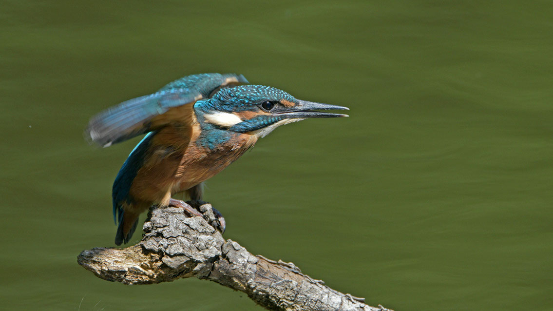 Bartgeier, Gypaète Barbu, Quebrantahuesos, Lämmergeier, Lammergeier, 