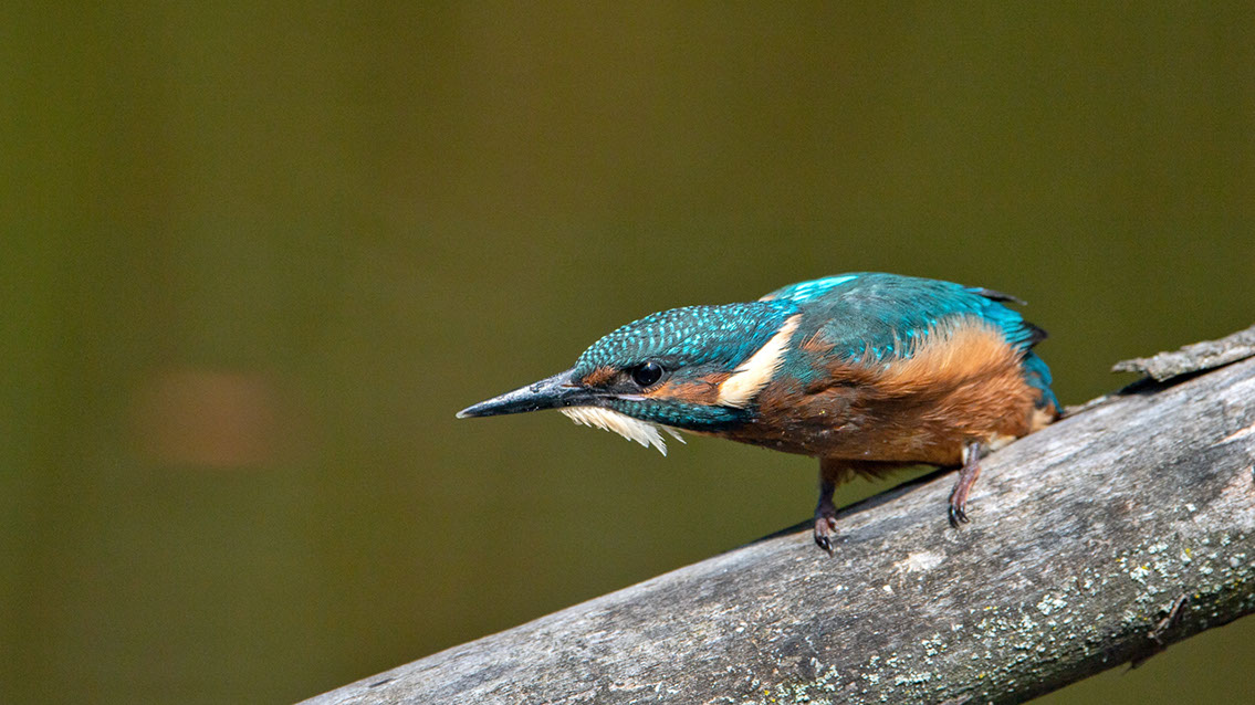 Bartgeier, Gypaète Barbu, Quebrantahuesos, Lämmergeier, Lammergeier, 