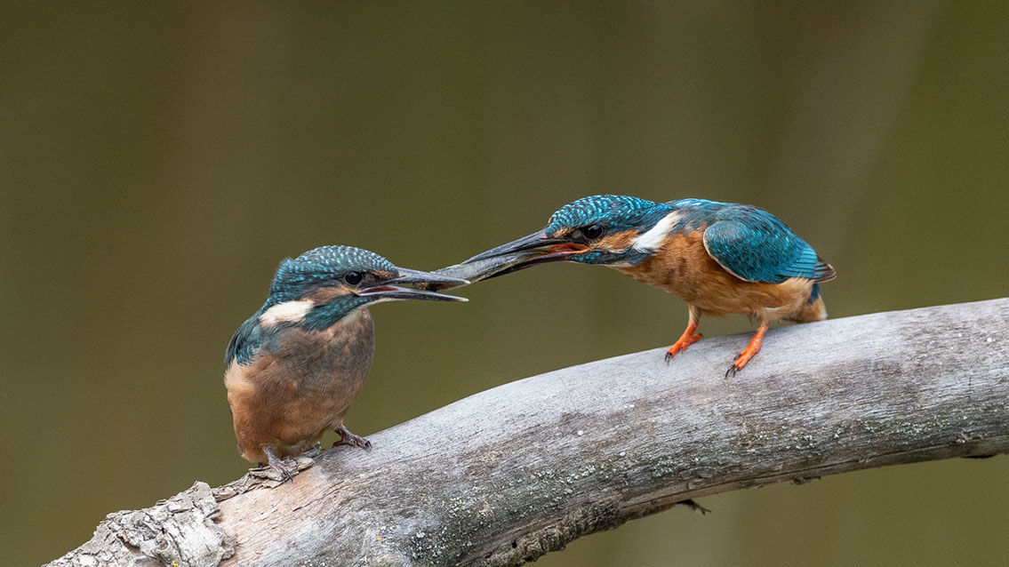 Bartgeier, Gypaète Barbu, Quebrantahuesos, Lämmergeier, Lammergeier, 