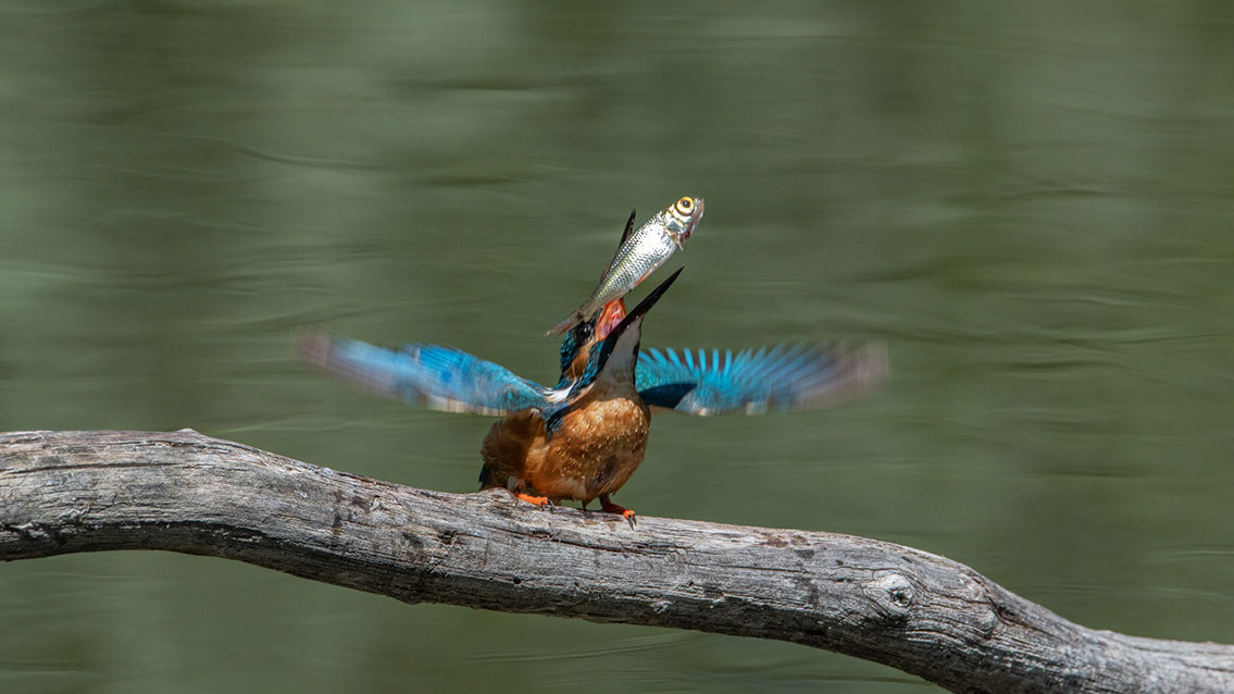 Bartgeier, Gypaète Barbu, Quebrantahuesos, Lämmergeier, Lammergeier, 