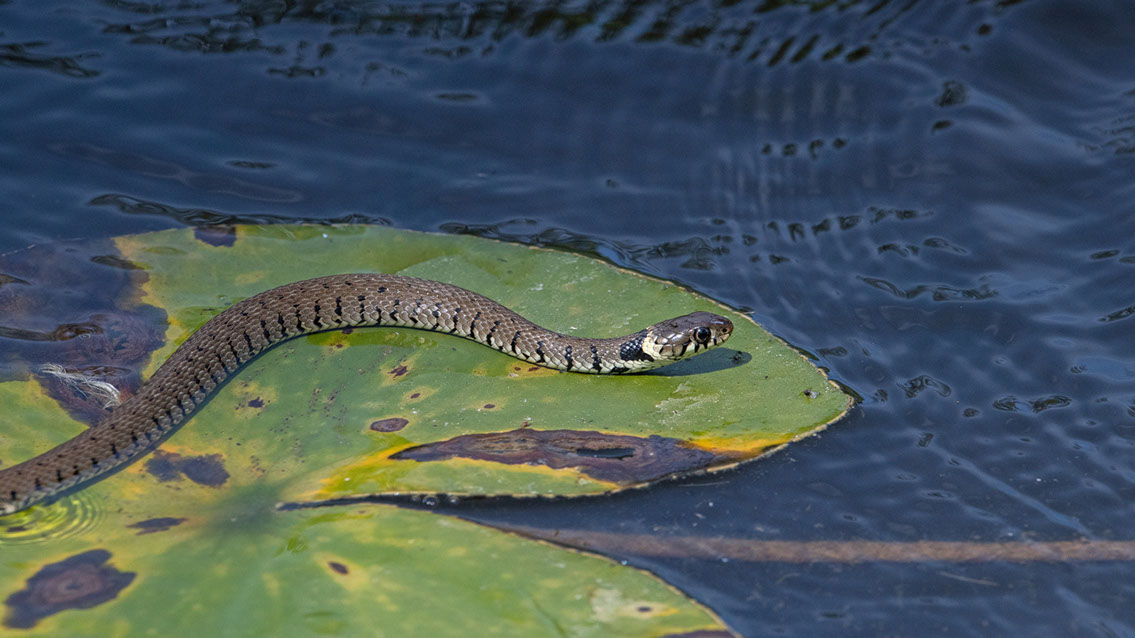 Bartgeier, Gypaète Barbu, Quebrantahuesos, Lämmergeier, Lammergeier, 