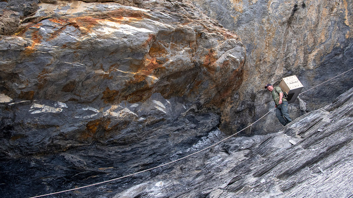 Bartgeier, Gypaète Barbu, Quebrantahuesos, Lämmergeier, Lammergeier, 