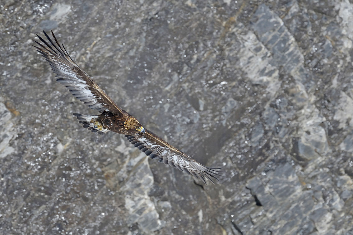 Bartgeier, Gypaète Barbu, Quebrantahuesos, Lämmergeier, Lammergeier, 