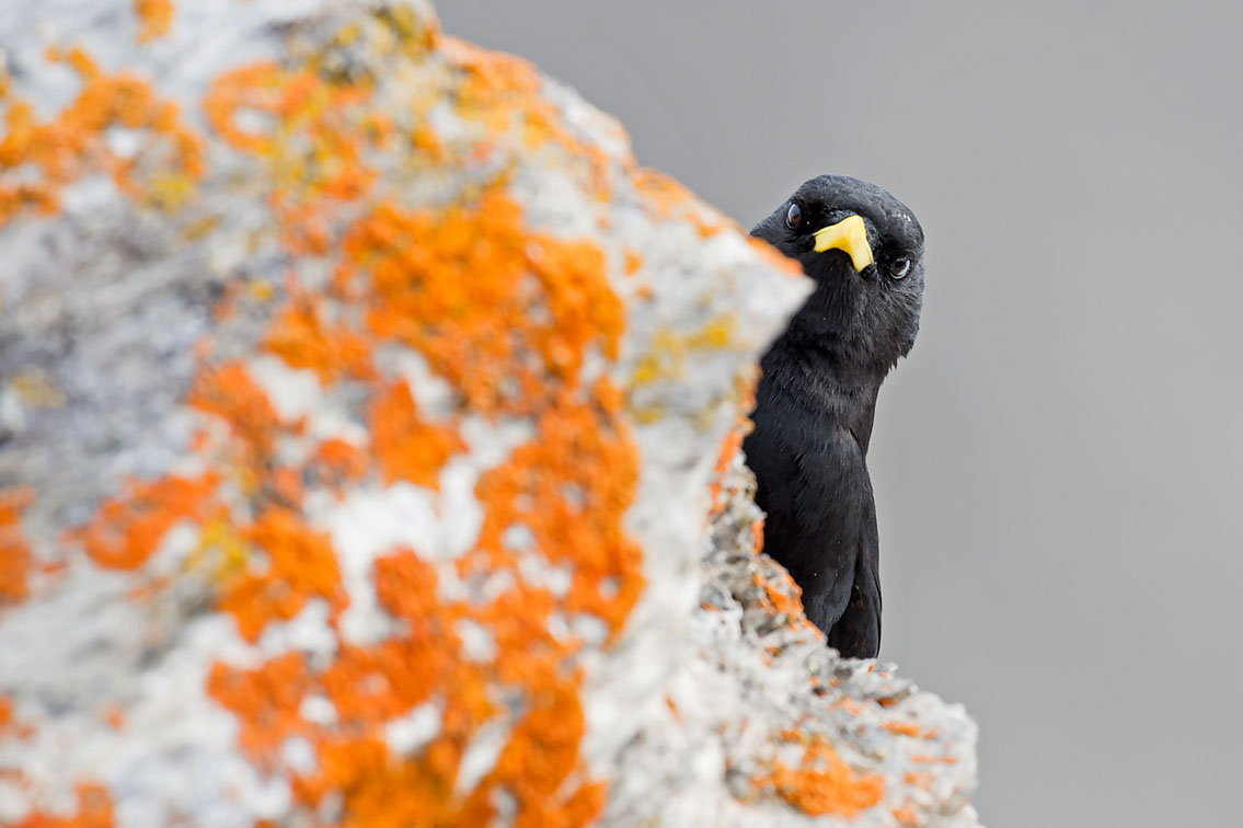 Bartgeier, Gypaète Barbu, Quebrantahuesos, Lämmergeier, Lammergeier, 