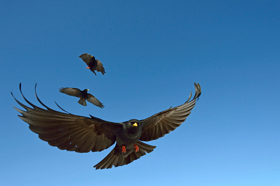 Bartgeier, Gypaète Barbu, Quebrantahuesos, Lämmergeier, Lammergeier, 