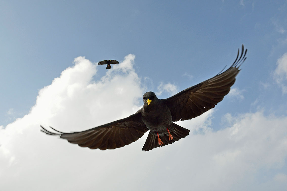 Bartgeier, Gypaète Barbu, Quebrantahuesos, Lämmergeier, Lammergeier, 