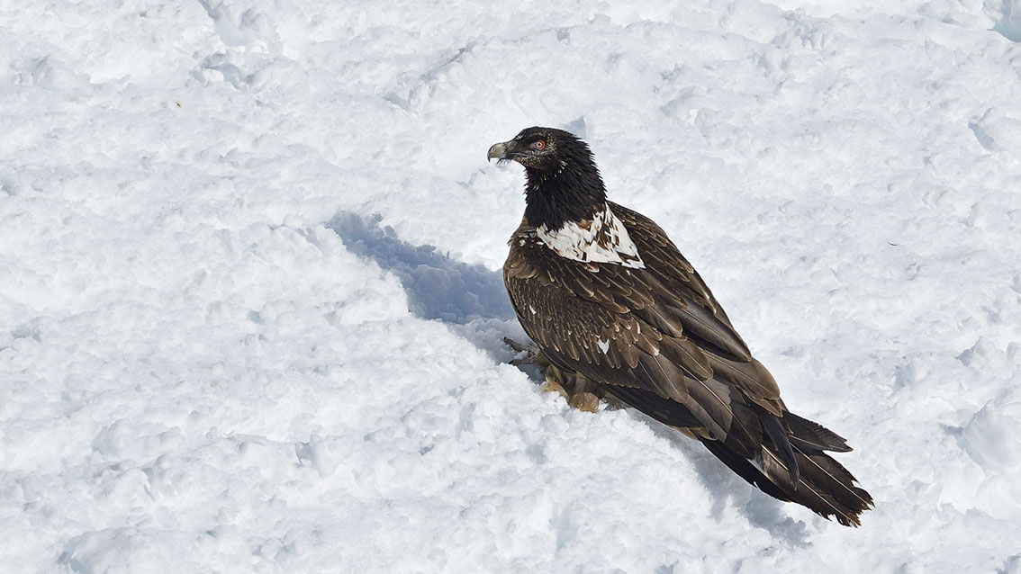 Bartgeier Schweiz Alpen fliegend Adult Gyaéte en vol Lammergeier Bearded Vulture