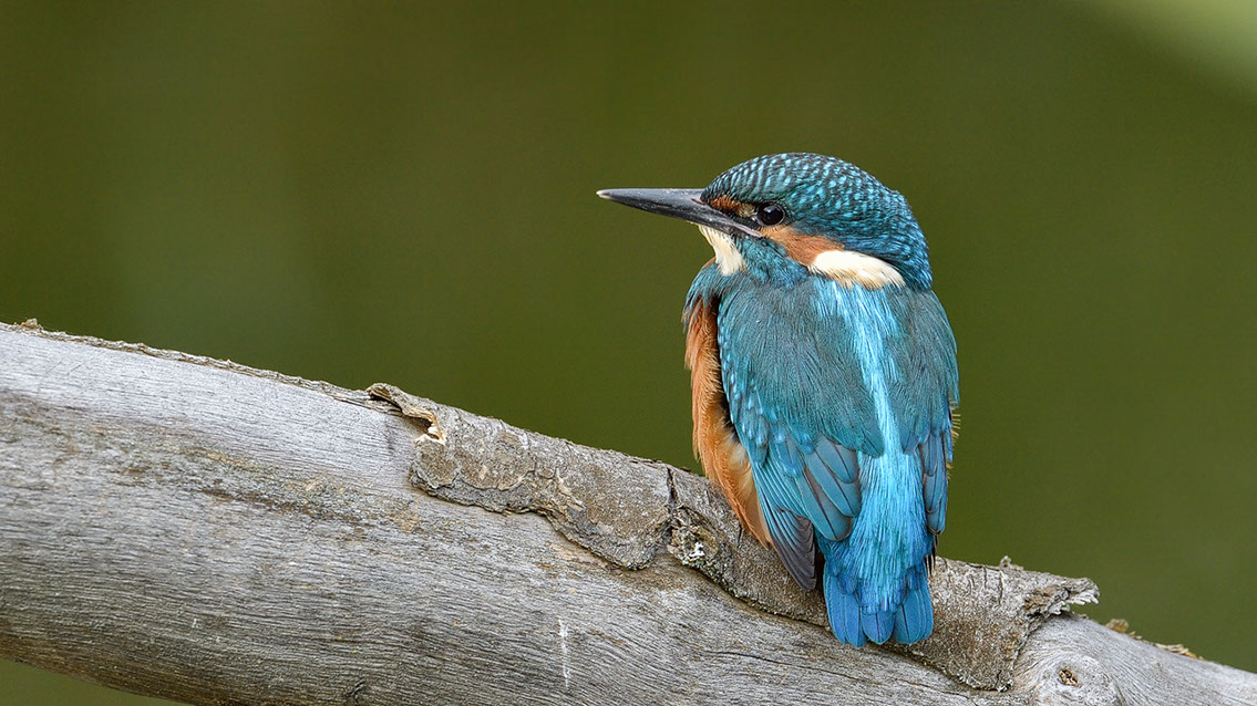 Bartgeier, Gypaète Barbu, Quebrantahuesos, Lämmergeier, Lammergeier, 