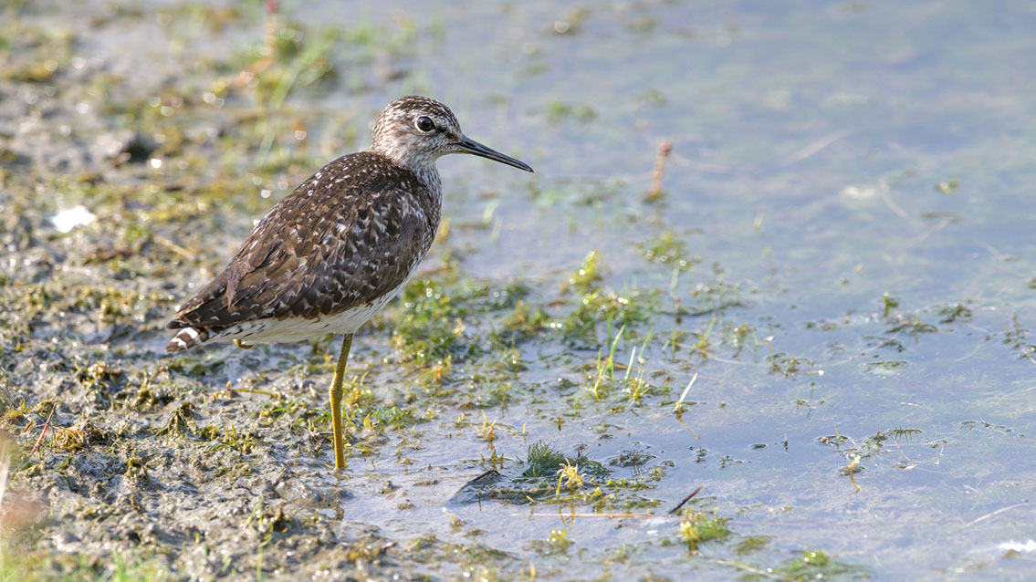 Bartgeier, Gypaète Barbu, Quebrantahuesos, Lämmergeier, Lammergeier, 